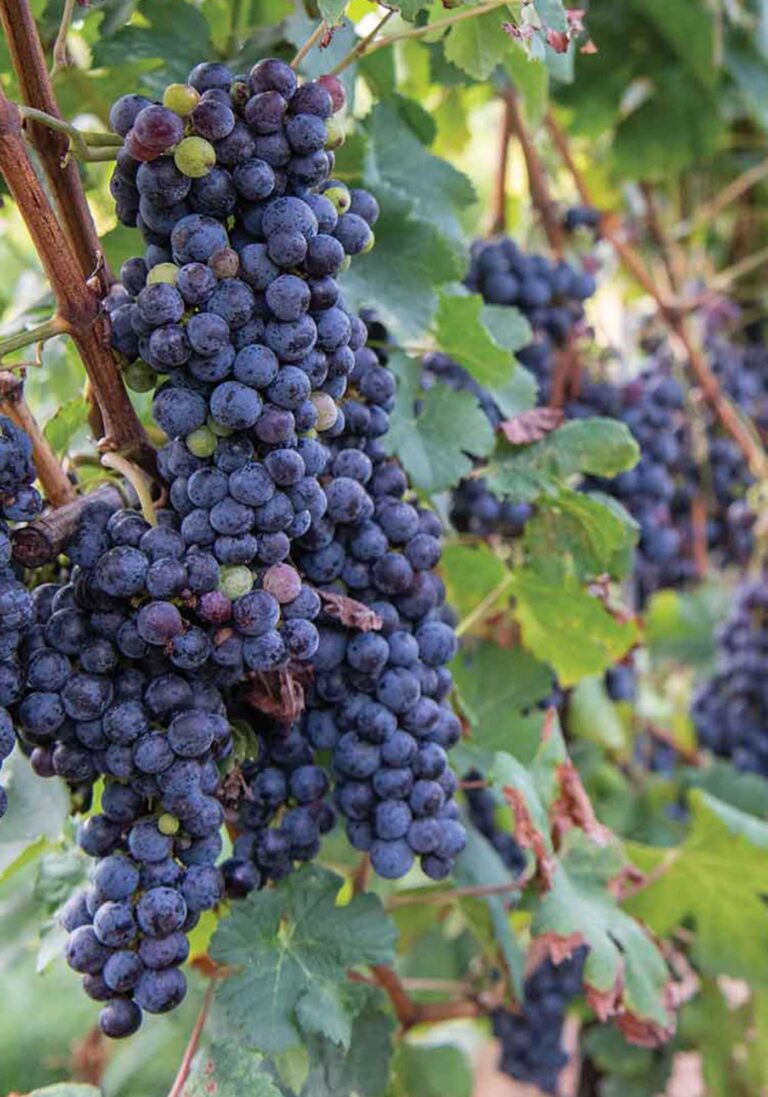 BBville_Vineyard_10-19_RL-Johnson-PhtoDSC_4344-WEB-v