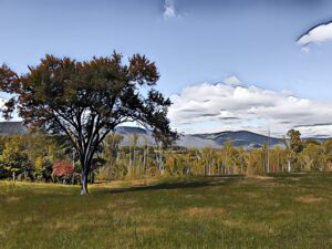 Fallen Tree Vineyard 300x225