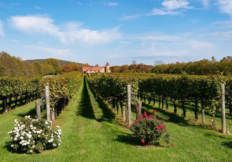 Horton Vineyards 10.18 Robin Bethke PHTODSC 7487 WEB 1536x1075.jpg 768x538